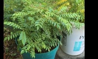 Do you eat Curry Leaves for Vibrant Hair?